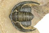 Diademaproetus Trilobite - Foum Zguid, Morocco #363112-1